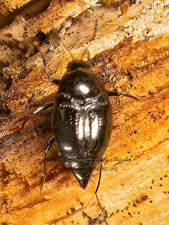 Scaphidium SCAPHIDIINAE BEETLE 9087068z