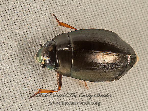 Dineutis  WHIRLIGIG BEETLE 9049917z