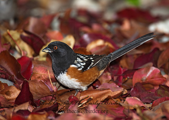 Pipilio maculatus  SPOTTED TOWHEE 8020726z
