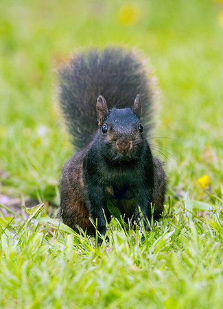 Sciurus carolinensis  EASTERN GRAY SQUIRREL 3001946z