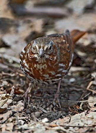Passerella iliaca  FOX SPARROW 9028116z