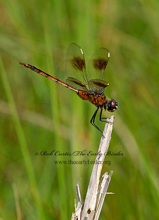 Brachymesia gravida 4-SPOTTED PENNANT6022671 F