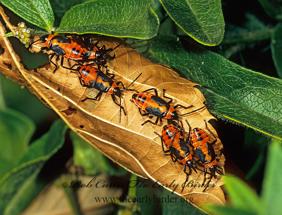 Lygaeus kalmii  SMALL MILKWEED BUG 304010z