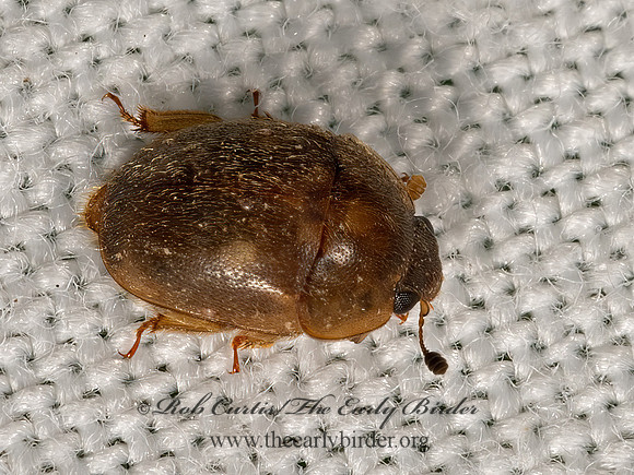 Amphicrossus ciliatus  SAP-FEEDING BEETLE 3022759z