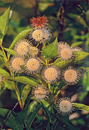Cephalanthus occidentalis  COMMON BUTTONBUSH 250505z