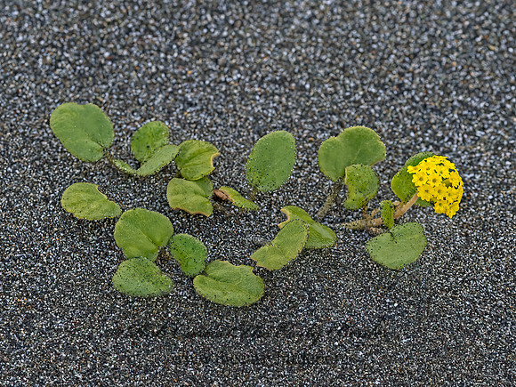 Abronia latifolia  COASTAL SAND VERBENA 9059146z