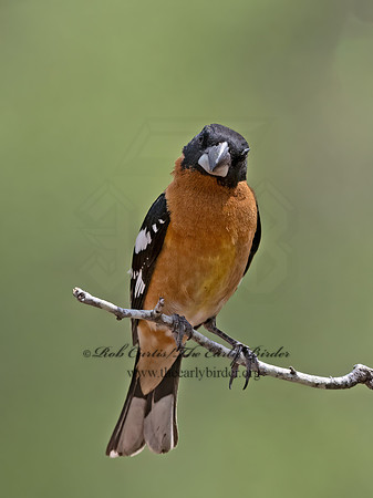 Pheucticus melanocephalus  BLACK-HEADED GROSBEAK 3037045z