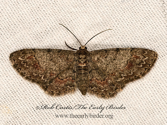 Glenoides texanaria  TEXAS GRAY MOTH 3026066z