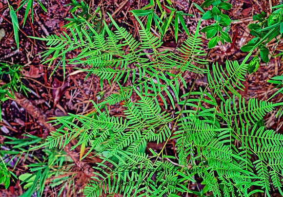 Pteridium aquilinum  BRACKEN FERN 262416z