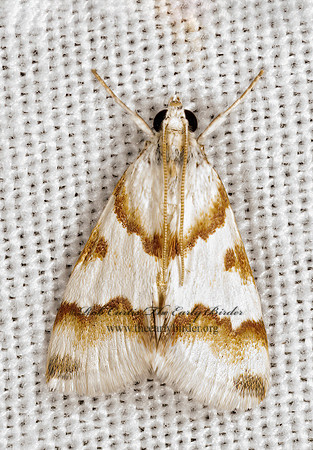 Mimoschinia rufofascialis  RUFOUS-BANDED CRAMBID MOTH 3032003z