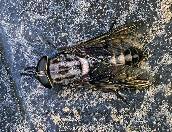 Tabanus trimaculatus  HORSE FLY 169018z