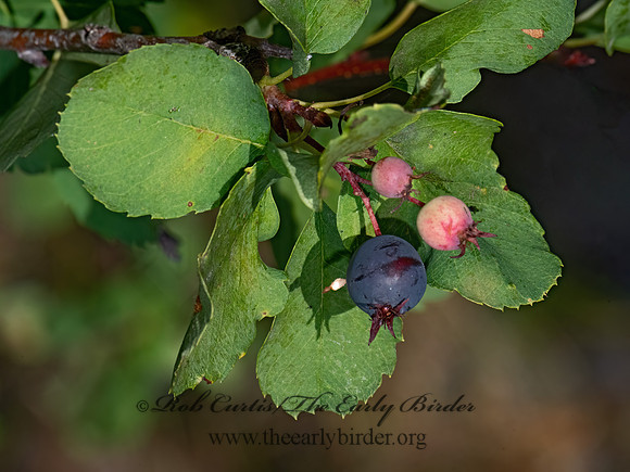Amelanchier alnifolia  SASKATOON SERVICEBERRY 3024276z