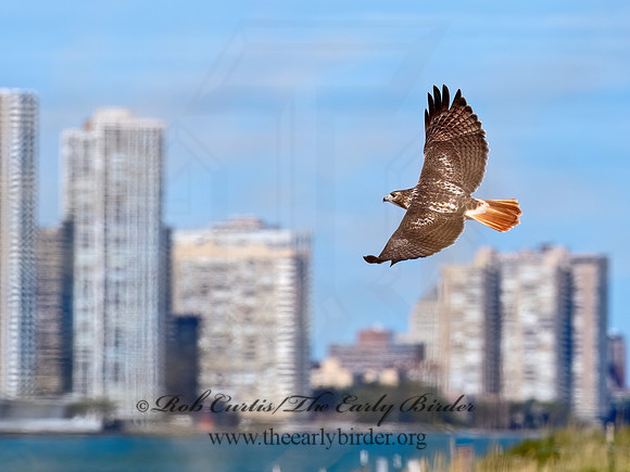 Buteo jamaicensis RED-TAILED HAWK 6041541z
