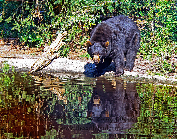 Ursus americanus  BLACK BEAR  302434z