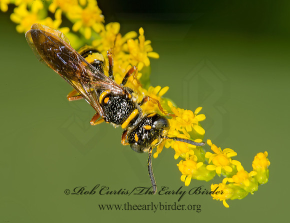 Philanthus gibbosus  BEEWOLF WASP 9003712z