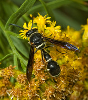 Eumenes fraternus 5000994z