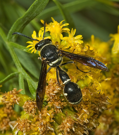 Eumenes fraternus 5000994z