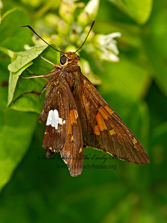 Epargyreus clarus  SILVER-SPOTTED SKIPPER 9048021z