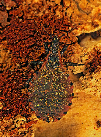 Triatoma sanguisuga 246501z