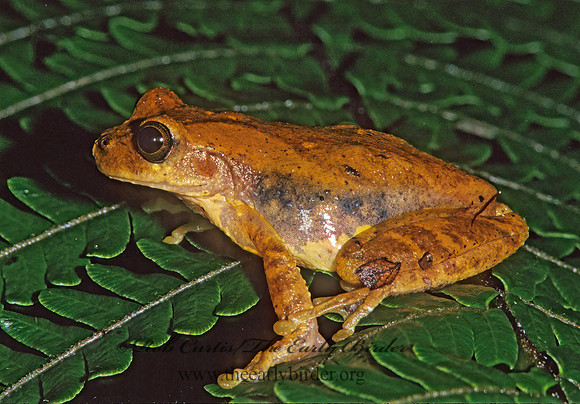 Isthmohyla pseudopuma  MEADOW TREEFROG 198412 z