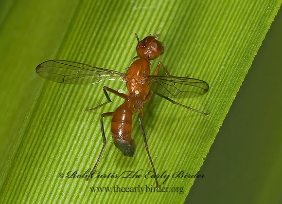 Sepsisoma flavescens  RICHARDIID FLY 5012893z