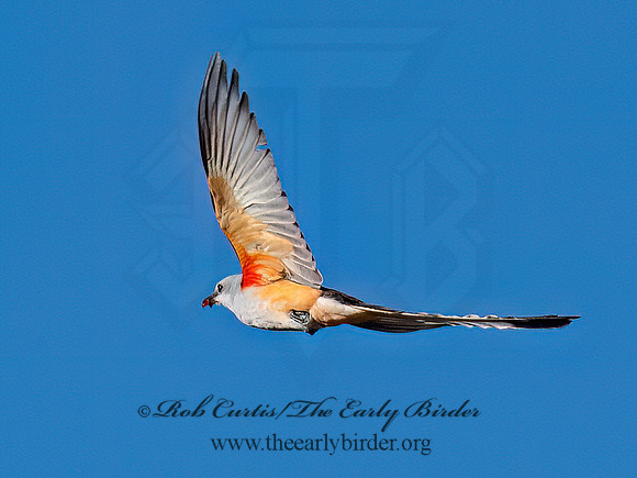 Tyrannus forficatus SCISSOR-TAILED FLYCATCHER 9091865z