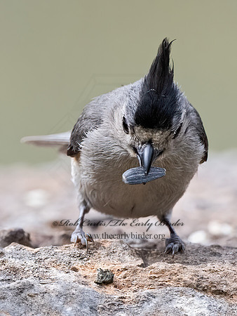 Baeolophus atricristatus  BLACK-CRESTED TITMOUSE 3035227z