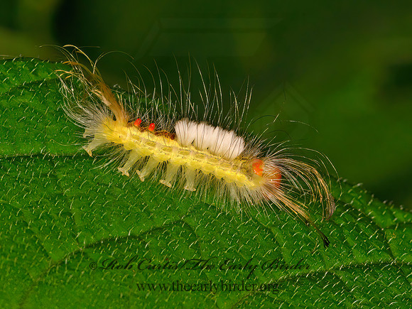 Orygia leucostigma  WHITE-MARKED TUSSOCK MOTH 3021708z
