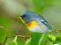 Setophaga americana  NORTHERN PARULA 8022105z