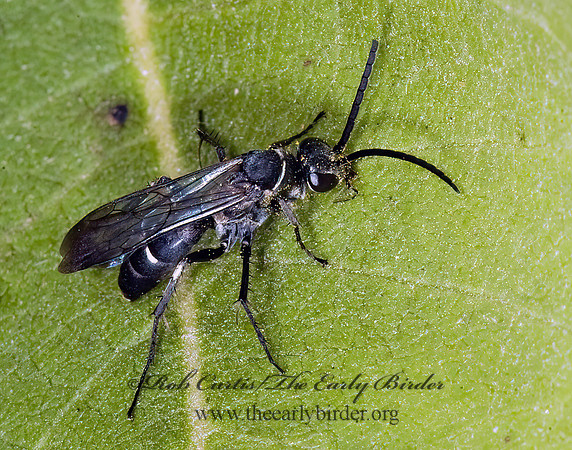 Episyron biguttatus 5014931z