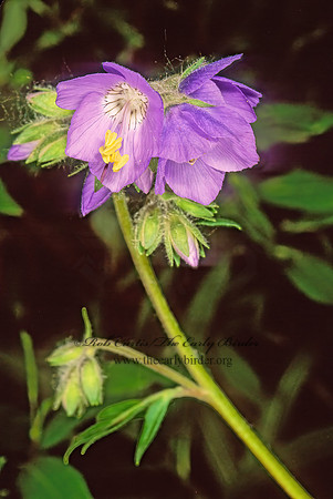 Polemonium acutiflora  TALL JACOB'S LADDER 243217z