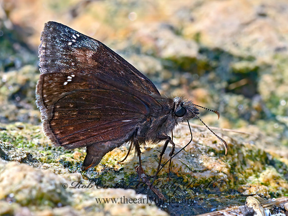 Erynnis baptisiae  WILD INDIGO DUSKYWING 9063487z