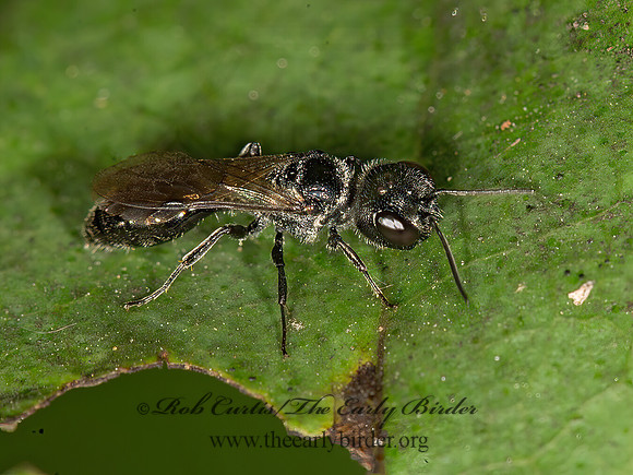 Pemphredon  APHID WASP 9041437z