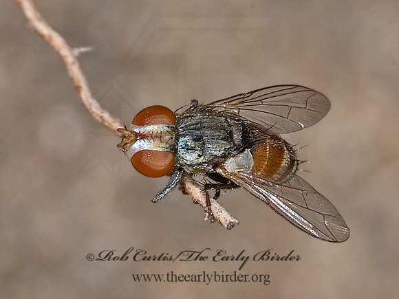 Senotainia  SATELLITE FLY 6011960z