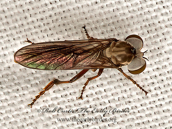Holcocephala calva  TRIGONOMIMINAE ROBBER FLY 9066692z