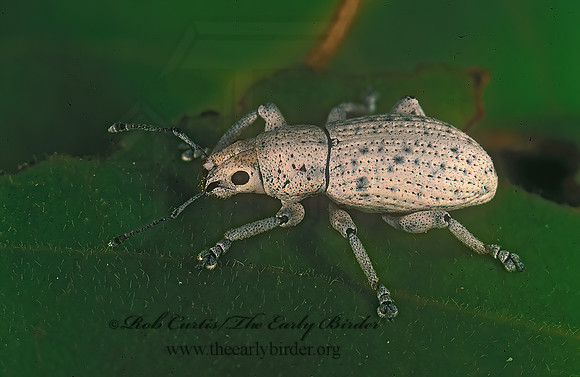 Artipus floridanus 249017z
