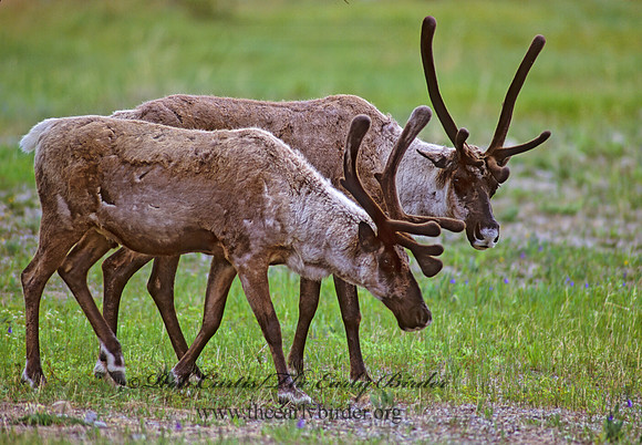Rangifer tarandus  CARIBOU 235828z