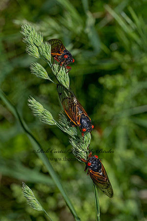 Magicicada cassinii CASSINI'S PERIODICAL CICADA 9088227 z