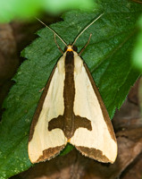 Haploa clymene CLYMENE MOTH 6010945z