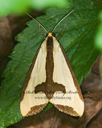 Haploa clymene CLYMENE MOTH 6010945z