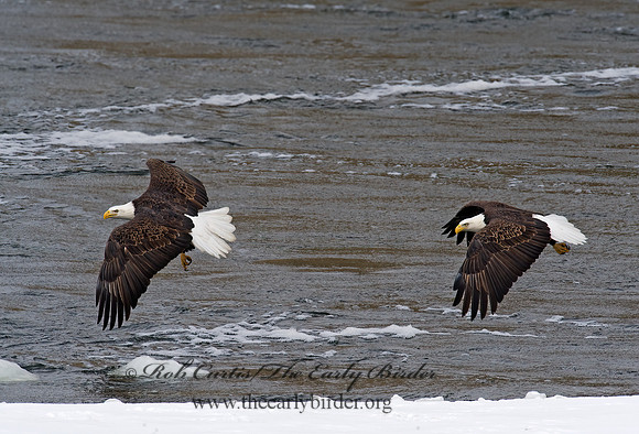 Haliaeetus leucocephalus  BALD EAGLE 8010126z