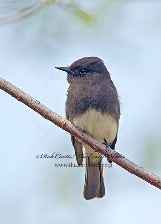 Sayornis nigricans  BLACK PHOEBE 9057666z
