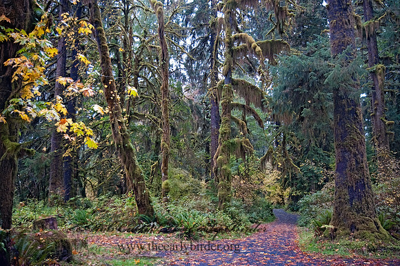 FOREST ROAD     8019431z