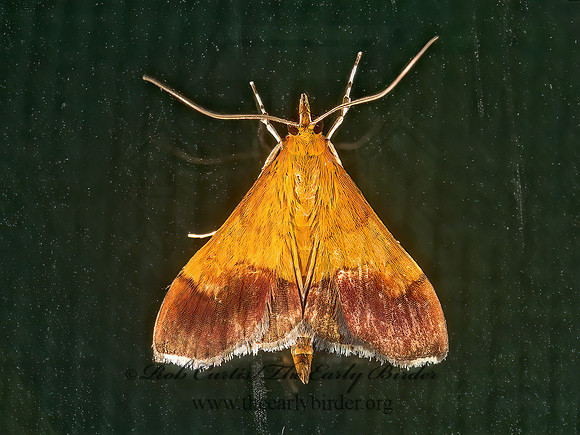 Pyrausta bicoloralis  BICOLORED PYRAUSTA 9050188z