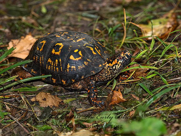 Terrapene carolina  EASTERN BOX TURTLE 9053177z