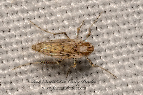 Chaoborus punctipennis  PHANTOM MIDGE 3033311z