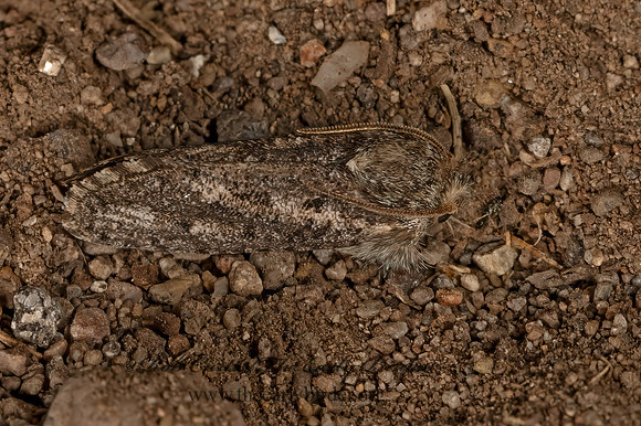 Acrolophus  TUBEWORM MOTH 3037995z
