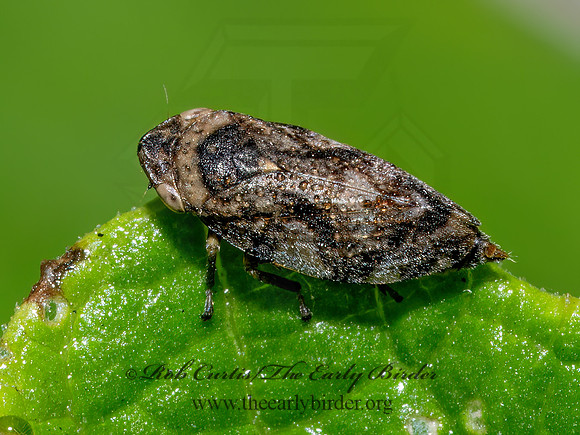 Philaenus spumarius MEADOW SPITTLEBUG 9090520z