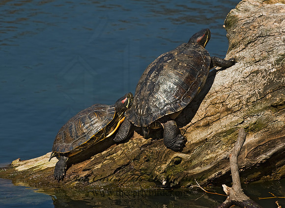 Trachemys scripta elegans  RED EARED SLIDER  8012376z