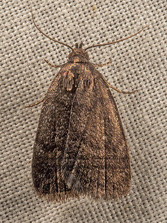 Idia rotundalis  ROTUND IDIA 9050741z